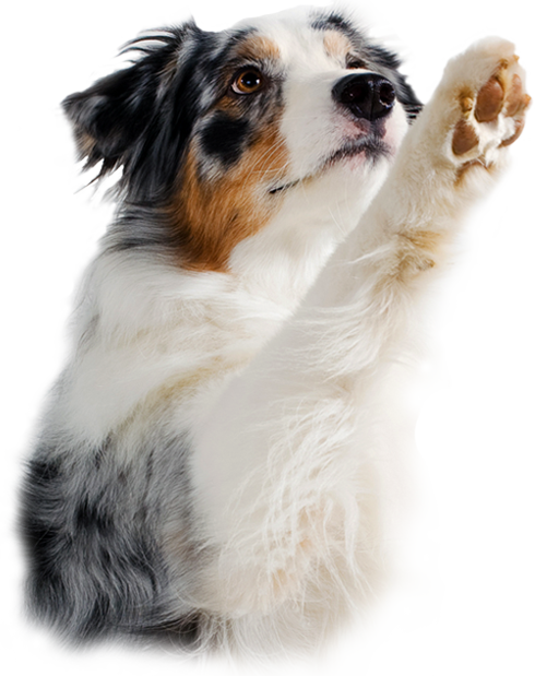 Close-up of a fluffy tri-color dog raising one paw against a plain light background, conveying a calm and friendly mood.