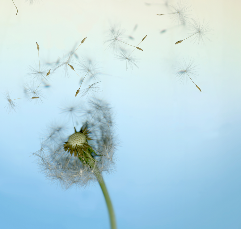 Close-up of a dandelion seed head with seeds drifting away against a soft blue background, calm and airy mood.